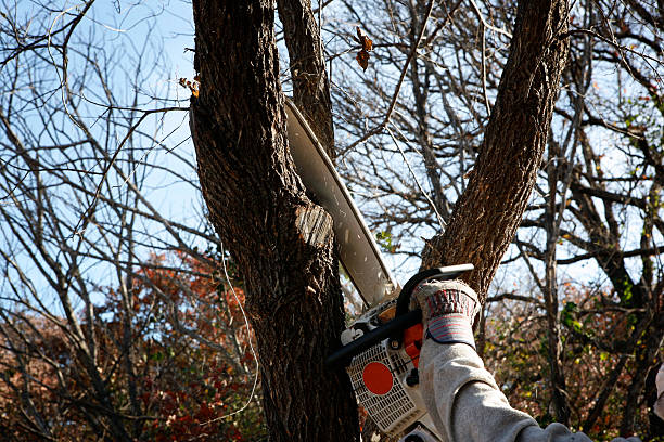 How Our Tree Care Process Works  in  Biltmore, TN